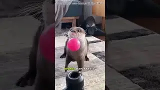 A wild otter begged him for help… The reason shocked everyone 😱