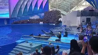 Как поют дельфины