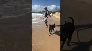 I took my dogs on a family holiday 🐺