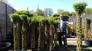 Готовь сани летом / Высокие плетеные деревья / Как успеть купить большие русские пальмы