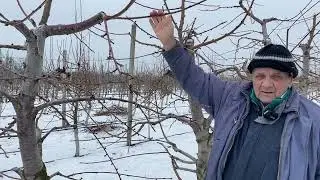 Обрезка черешни с формировкой Стройное Веретено и UFO. Питомник Маценко.