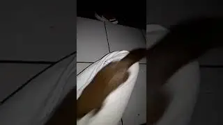 Di kencingin