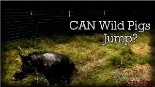 Can Wild Pigs Jump?