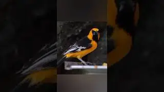 Oriole