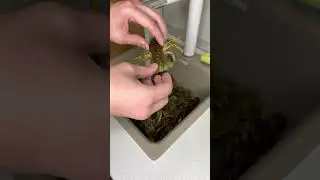 Как правильно варить раков. Рецепт от ZalakCook. 