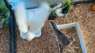 Julie takes a bath and Maya finds something interesting for a nest! (ringneck + hybrid dove)