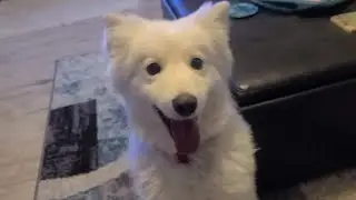 Valentino's DNA Results Are Back!