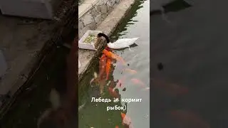 Лебедь 🦢 кормит рыбок.