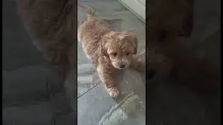 🧸Первые кадры малыша Барни. Ч.4 . The first shots of baby Barney. #мальтипу  #dog #shorts