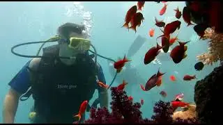 Красное море 2022. Египет. Шарм-эль-шейх.