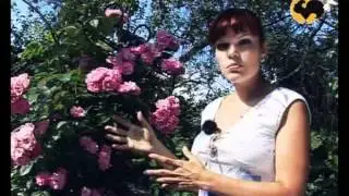 Розы в Саду. серия 11. Плетистые розы 1