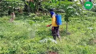 TUTORIAL MENYEMPROT TANAMAN DENGAN POC