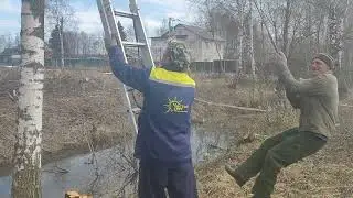 Валка Берёзы Бензопилой Stihl MS 361