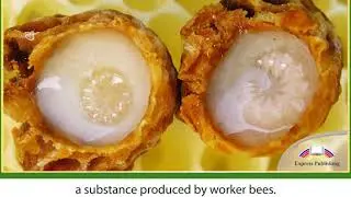 Action 11. Module 2. Bees and their World