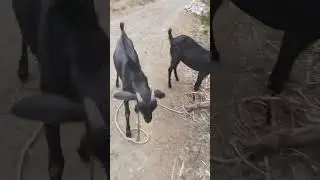 goat jumping attacking #shorts