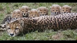 Cute cheetahs compilation, cheetah lovers click here!