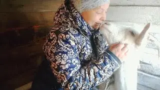 СКОЛЬКО КОРОВА ДАЁТ МОЛОКА//КОЗА НЕВЕСТА
