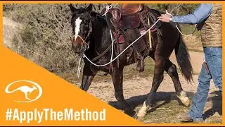 Clinton Anderson: The Benefits of Starting Colts in a Hackamore - Downunder Horsemanship