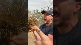 Spiked by an Echidna! Ouch!