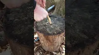 Fat Wood and Ferrocerium Rod FireStarting