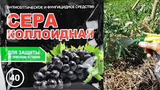 How I use colloidal sulfur at my dacha and why plants need it