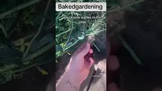 My backyard garden 2024