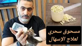 علاج الاسهال عند القطط الصغيرة وحديثي الولادة