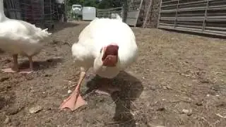 Is it a croc no it’s a bird