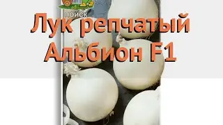 Лук репчатый Альбион F1 (albion f1) 🌿 лук Альбион F1 обзор: как сажать семена лука Альбион F1