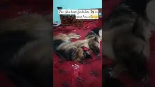 Gsd in Indian🏡.#dog#trending #shorts#youtubeshorts#viral#cute #viralshorts#viraldog #gsd#shortsfeed