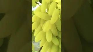 Узум  мэвалари.