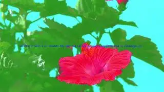 Dutch Nazari - Fiore d'inverno (Lyrics video)