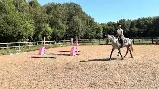 TARA- 15.2 8yo Connemara x TB - flatwork into poles 