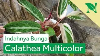 Cara Menanam Dan Merawat Bunga Calathea Multicolor Agar Tumbuh Subur
