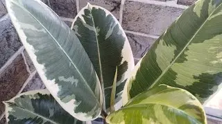 Фикусы каучконосные🌿