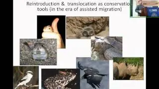 Captive Breeding Reintroductions and Translocations as Tools to Rescue Small Populations