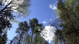 лес, вид на облака