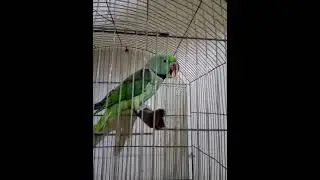my talking Alexander parrot
