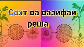 Сохт ва вазифаи реша.