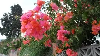 Мое утро, лантана, подранея, жасмин, бугенвиллия, церцис, природа Испании, Андалусия, 24/09/2015