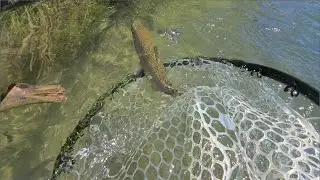 Yakima River Fly Fishing Report-August 1st, 2024-Worley Bugger Fly Co.