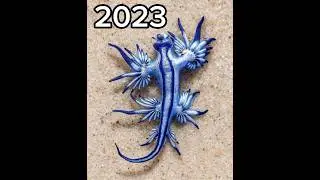 blue sea dragon 🐉 2023 vs 5000bce