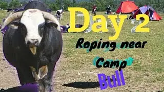 Day 2 Roping wild cattle, Camping trip