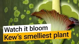 Titan arum: Watch Kew’s smelliest plant bloom