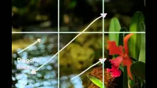 Photo Tips: Photography Composition  Rule of Thirds Technique By Crea8fotos