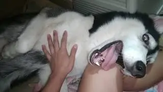 Siberian husky labor | siberian husky giving birth to puppies
