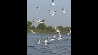 Nal sarovar bird century #2024 #traveldaires #shortsviral #shortvideo #nalsarovar #birdcentury #reel