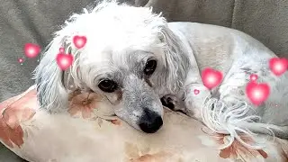 275. 🐩ОЧАРОВАТЕЛЬНЫЙ ПУДЕЛЬ 🐩 Моя собака