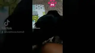 🥰🥰🐶🐕
