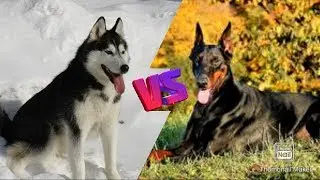 Сибирский хаски против Добермана. Doberman against Siberian Hysky.
